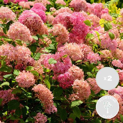 2x Hydrangea 'Pink Annabelle' - Hortensia -⌀19 cm - ↕40-50 cm