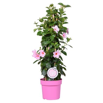 Mandevilla Sundaville - Chileense Jasmijn - Klimplant - Roze - ⌀19 cm - ↕65-75 cm