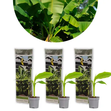 3x Musa Basjoo – Bananenplant – Tuinbanaan – Winterhard – ⌀10,5 cm - ↕20-25 cm