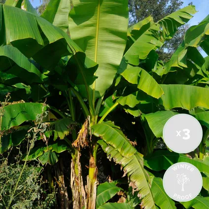3x Musa Basjoo – Bananenplant – Tuinbanaan – Winterhard – ⌀10,5 cm - ↕20-25 cm 2