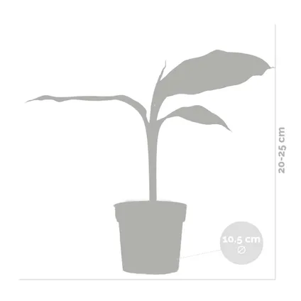 3x Musa Basjoo – Bananenplant – Tuinbanaan – Winterhard – ⌀10,5 cm - ↕20-25 cm 3