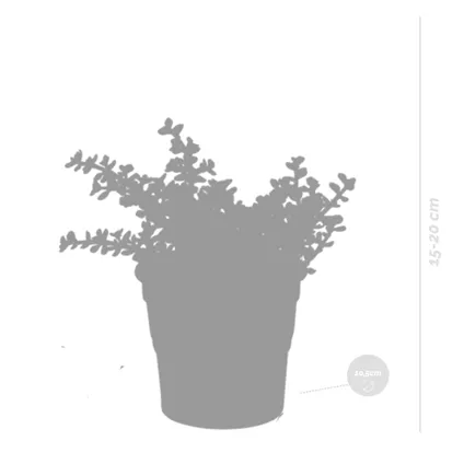 3x Crassula Mix - Terracotta Pot - P10.5H15 2