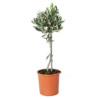 Olea Europaea – Olijfboom op stam – Boom – Winterhard - ⌀14 cm - ↕40-50 cm