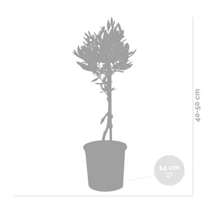 Olea Europaea - Olijfboom op stam - ⌀14 cm - ↕40-50 cm 4