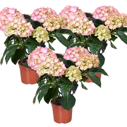 3x Hydrangea macrophylla 'Early Rosa' – Hortensia – Heester - Winterhard - ⌀14 cm - ↕30-40 cm 2