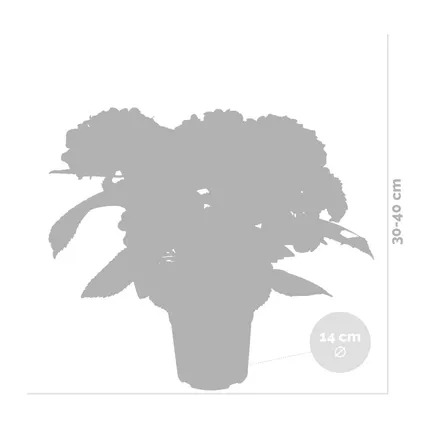 3x Hydrangea macrophylla 'Early Rosa' – Hortensia – Heester - Winterhard - ⌀14 cm - ↕30-40 cm 4