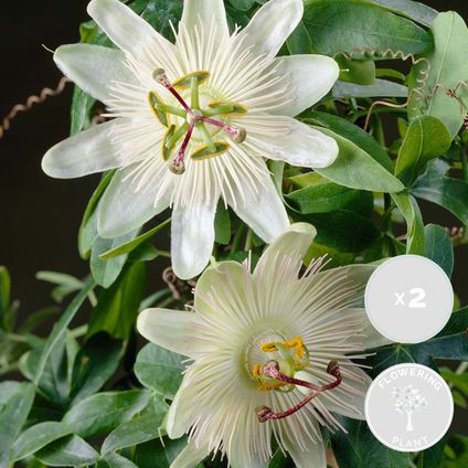 2x Passiflora Elliot – Passiebloem – ⌀ 15 cm - ↕60-70 cm