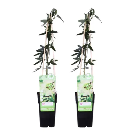 2x Passiflora Elliot – Passiebloem – ⌀ 15 cm - ↕60-70 cm 2