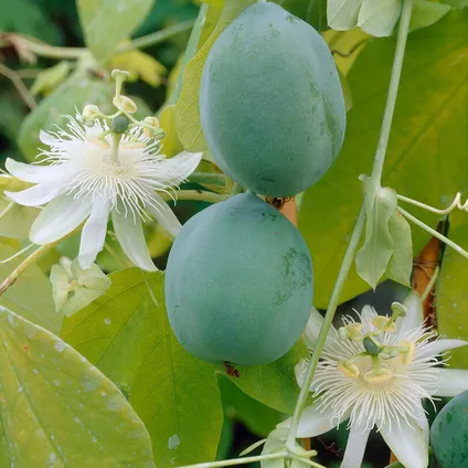 2x Passiflora Elliot – Passiebloem – ⌀ 15 cm - ↕60-70 cm 3