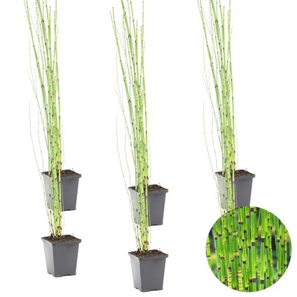 6x Equisetum Japonicum – Japanse Holpijp – Vijverplant – Onderhoudsvriendelijk – ⌀9 cm - ↕20-30 cm