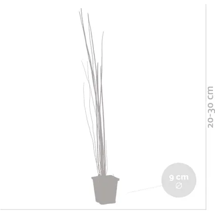 6x Equisetum Japonicum - Pipe creuse japonaise - Facile d'entretien - ⌀9 cm - ↕20-30 cm 5