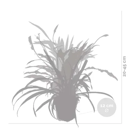 5x Onderhoudsvriendelijke Mix – Chamaedorea-Sansevieria-Clusia-Dypsis-Dracaena – ⌀12 cm - ↕20-45 cm 5