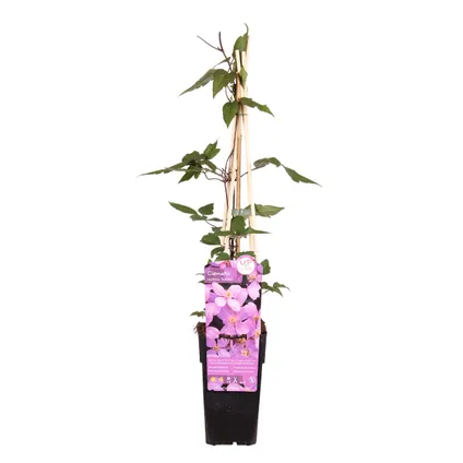 Clématite montana var. 'Rubens' – Vigne forestière – Plante grimpante – Fleurs - ⌀15 cm - ↕60-70 cm 2