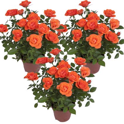 3x Potroos Oranje – Rosa - Terras- & kamerplant – Onderhoudsvriendelijk - ⌀12cm – ↕20-30cm