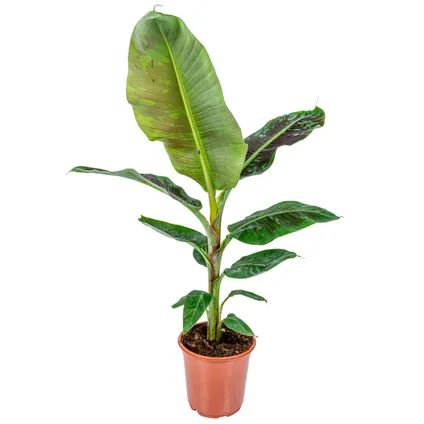 Musa Cavendish - Bananenplant - ⌀21 cm - ↕90-100 cm