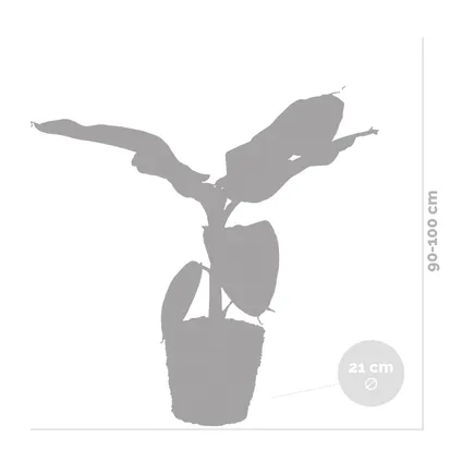 Musa Cavendish - Bananenplant - ⌀21 cm - ↕90-100 cm 4