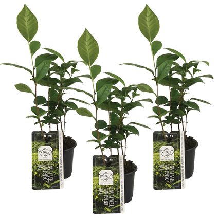 3x Theeplant - Camellia 'Sinensis' - Buitenplant ⌀10,5 cm - ↕20 cm