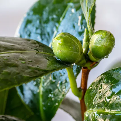 Theeplant | Camellia 'Sinensis' per 3 stuks - Buitenplant in kwekerspot ⌀10.5 cm - ↕20 cm 3