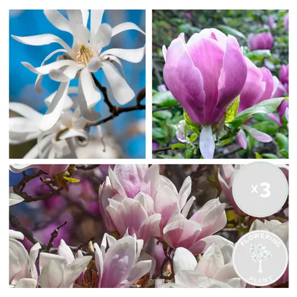 3x Magnolia Mix – Beverboom – ⌀09 cm - ↕20-25 cm 2