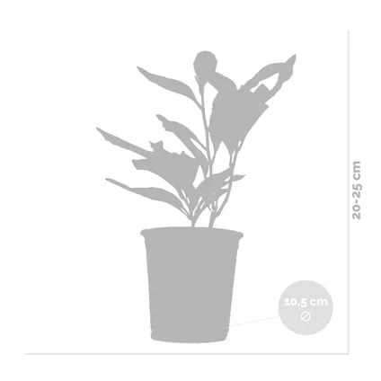 3x Magnolia Mix – Beverboom – ⌀09 cm - ↕20-25 cm 3