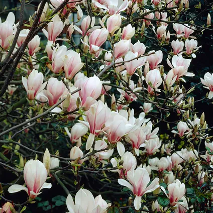 3x Magnolia Mix – Beverboom – Struik – Onderhoudsvriendelijk – ⌀09 cm - ↕20-25 cm 4