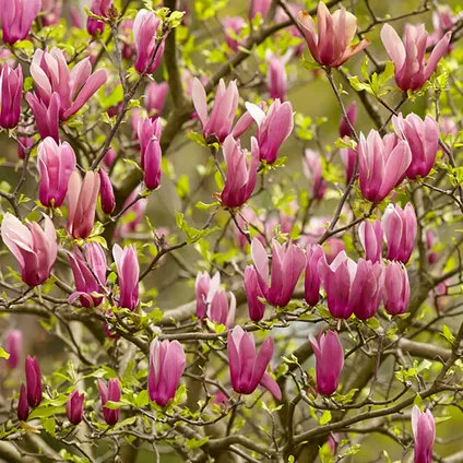 3x Magnolia Mix – Beverboom – Struik – Onderhoudsvriendelijk – ⌀09 cm - ↕20-25 cm 5