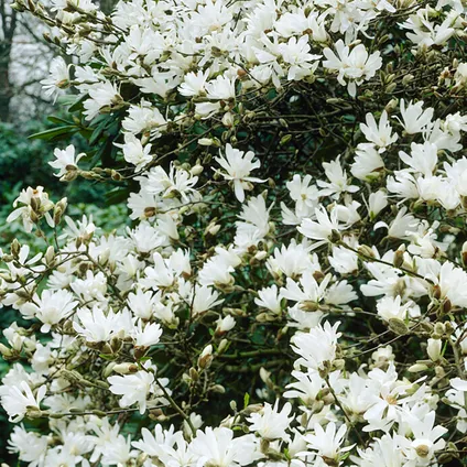 3x Magnolia Mix – Beverboom – ⌀09 cm - ↕20-25 cm 6