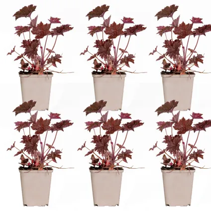 6x Heuchera micrantha 'Palace Purple' - Purperklokje - Vaste Plant - Winterhard - ⌀9 cm - ↕10-15 cm 2