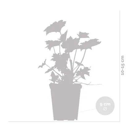 6x Heuchera micrantha 'Palace Purple' - Purperklokje - Vaste Plant - Winterhard - ⌀9 cm - ↕10-15 cm 4
