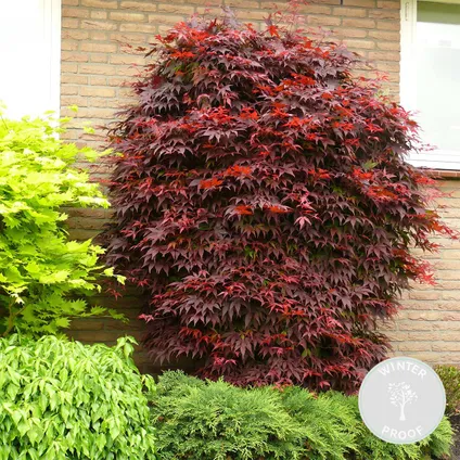 Acer 'Atropurpureum' - Japanse Esdoorn- ⌀13 cm - ↕25-35 cm 2