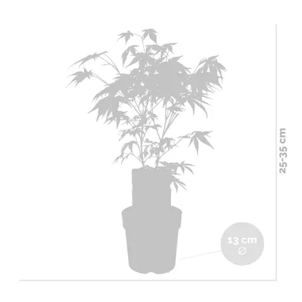Acer 'Atropurpureum' - Japanse Esdoorn- ⌀13 cm - ↕25-35 cm 3