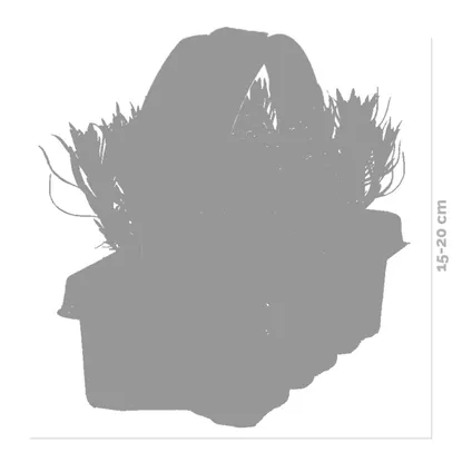 3x 6-pack - Lavandula Angustifolia - Lavendel - ↕15-20 cm 3