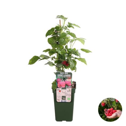 Rubus ideaus Suguna Red – Framboos – Fruitboom – Onderhoudsvriendelijk - ⌀19 cm - ↕45-55 cm