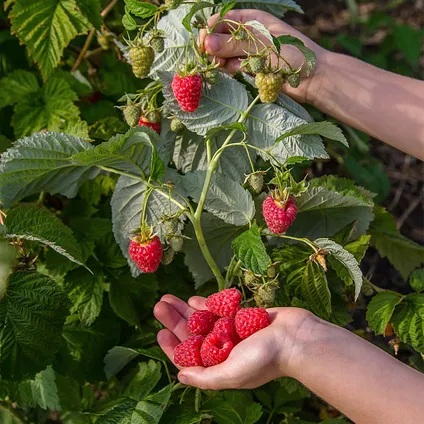 Rubus ideaus Suguna Red – Framboos – Fruitboom – Onderhoudsvriendelijk - ⌀19 cm - ↕45-55 cm 2