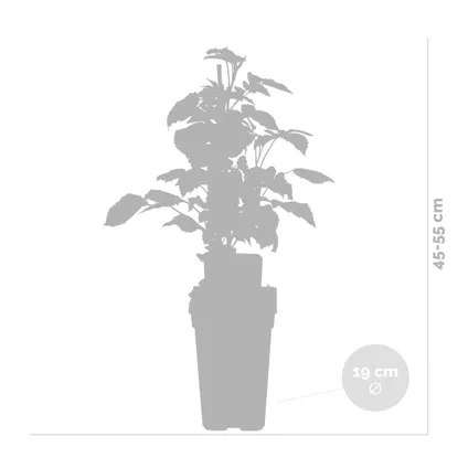 Rubus ideaus Suguna Red – Framboos – Fruitboom – Onderhoudsvriendelijk - ⌀19 cm - ↕45-55 cm 3