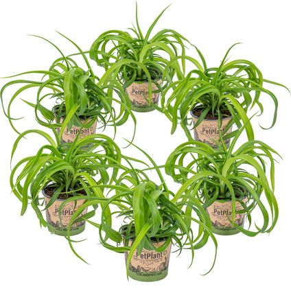 Graslelie | Chlorophytum 'Green Bonnie' 6 stuks - PetFriendly - Kamerplant ⌀12 cm - ↕25 cm
