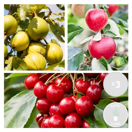 3x Mini Fruit Mix – Fruitbomen – Onderhoudsvriendelijk – ⌀9 cm - ↕30-35 cm 2