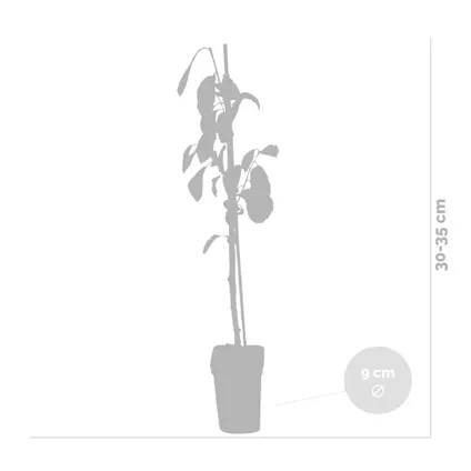 3x Mini Fruit Mix – Fruitbomen – Onderhoudsvriendelijk – ⌀9 cm - ↕30-35 cm 4