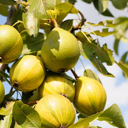 3x Mini Fruit Mix – Fruitbomen – Onderhoudsvriendelijk – ⌀9 cm - ↕30-35 cm 5