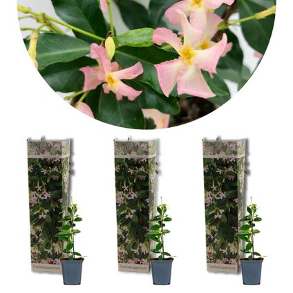 3x Trachelospermum 'Pink Showers' – Toscaanse Jasmijn – Klimplant – Winterhard - ⌀9 cm - ↕15-20 cm