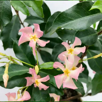 3x Trachelospermum 'Pink Showers' – Toscaanse Jasmijn – Klimplant – Winterhard - ⌀9 cm - ↕15-20 cm 4