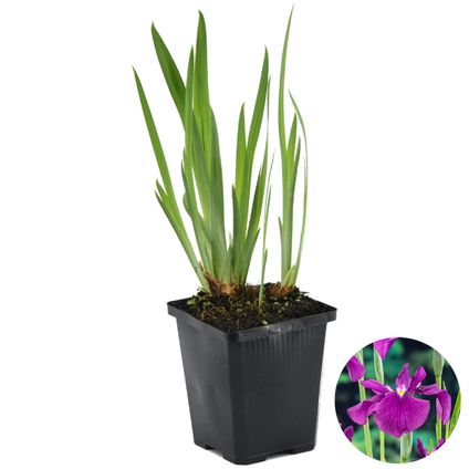 Iris 'Kaempferi' – Japanse Iris – ⌀9 cm - ↕20-30 cm