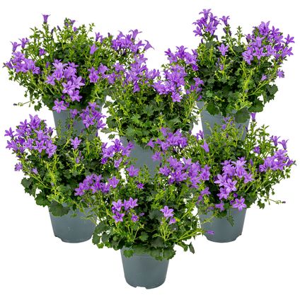 6x Campanula Ambella Intense Purple - Klokjesbloem - Bodembedekker - Winterhard -⌀10,5 cm-↕15-20 cm