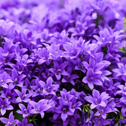 6x Campanula Ambella Intense Purple - Klokjesbloem - Bodembedekker - Winterhard -⌀10,5 cm-↕15-20 cm 4