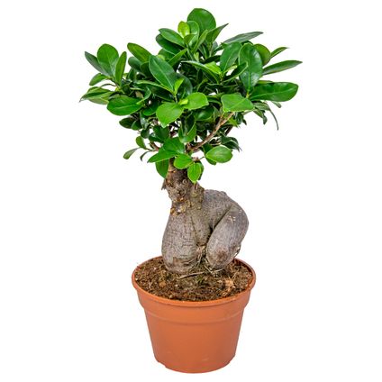 Bonsai boompje | Ficus 'Ginseng' per stuk – Kamerplant in kwekerspot ⌀17 cm - ↕35 cm