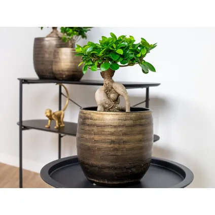 Bonsai boompje | Ficus 'Ginseng' per stuk – Kamerplant in kwekerspot ⌀17 cm - ↕35 cm 2
