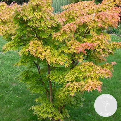 Acer palmatum 'Orange Dream' - Japanse Esdoorn - ⌀10,5 cm - ↕25-30 cm 2
