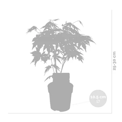 Acer palmatum 'Orange Dream' - Japanse Esdoorn - ⌀10,5 cm - ↕25-30 cm 3