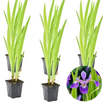 6x Iris 'Versicolor' – Wilde Iris – Vijverplant –Winterhard – ⌀9 cm - ↕20-30 cm