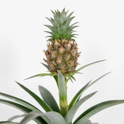 Ananas comosus 'Mi Amigo' – Ananasplant – Kamerplant – Onderhoudsvriendelijk – ⌀12 cm – ↕30-35 cm 3
